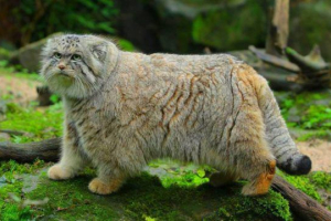 Manul (pallasov cat)